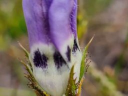 Roella ciliata opening soon